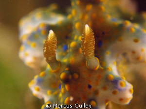 Yet another Nudi courtesy of Freeflow Timor-Leste at Taci... by Marcus Culley 
